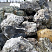 Kamenclub.ru: Черный гранит - кварцит фр. 100-500 мм.  купить в Старом Осколе мрамор гранит черный с белыми прожилками, серый, белый валун скальный колотый 7000 руб/т   фото КАМЕНЬ КЛУБ